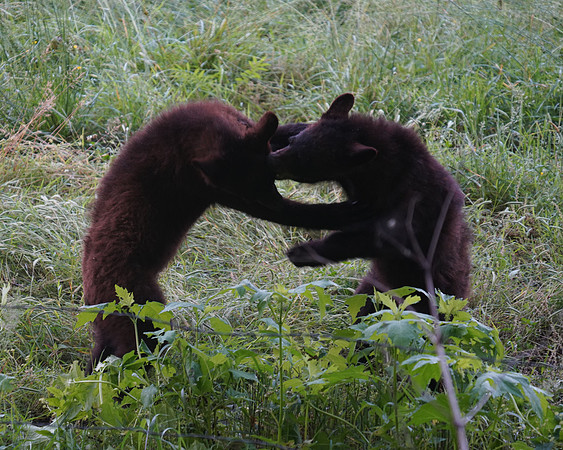 Black Bear Cubs Playing