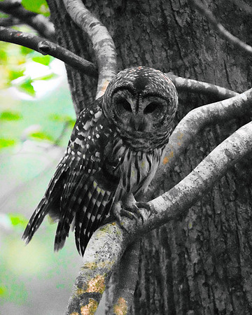 Barn Owl