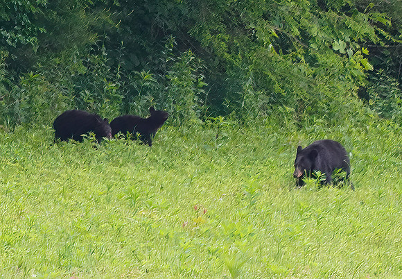 Black Bears